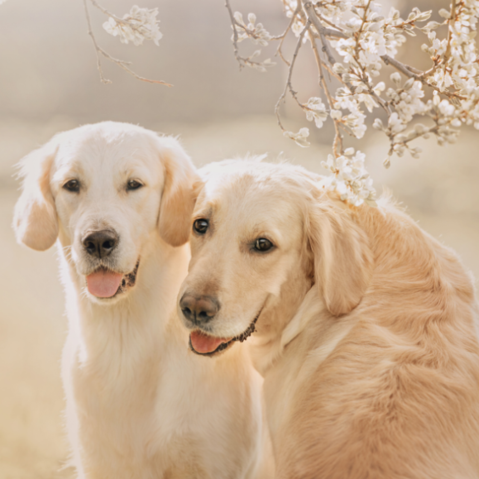 Dog Owner Discovers Golden Retriever Has Girlfriend They Love Each Other Dog Owner Discovers Golden Retriever Has Girlfriend They Love Each Other