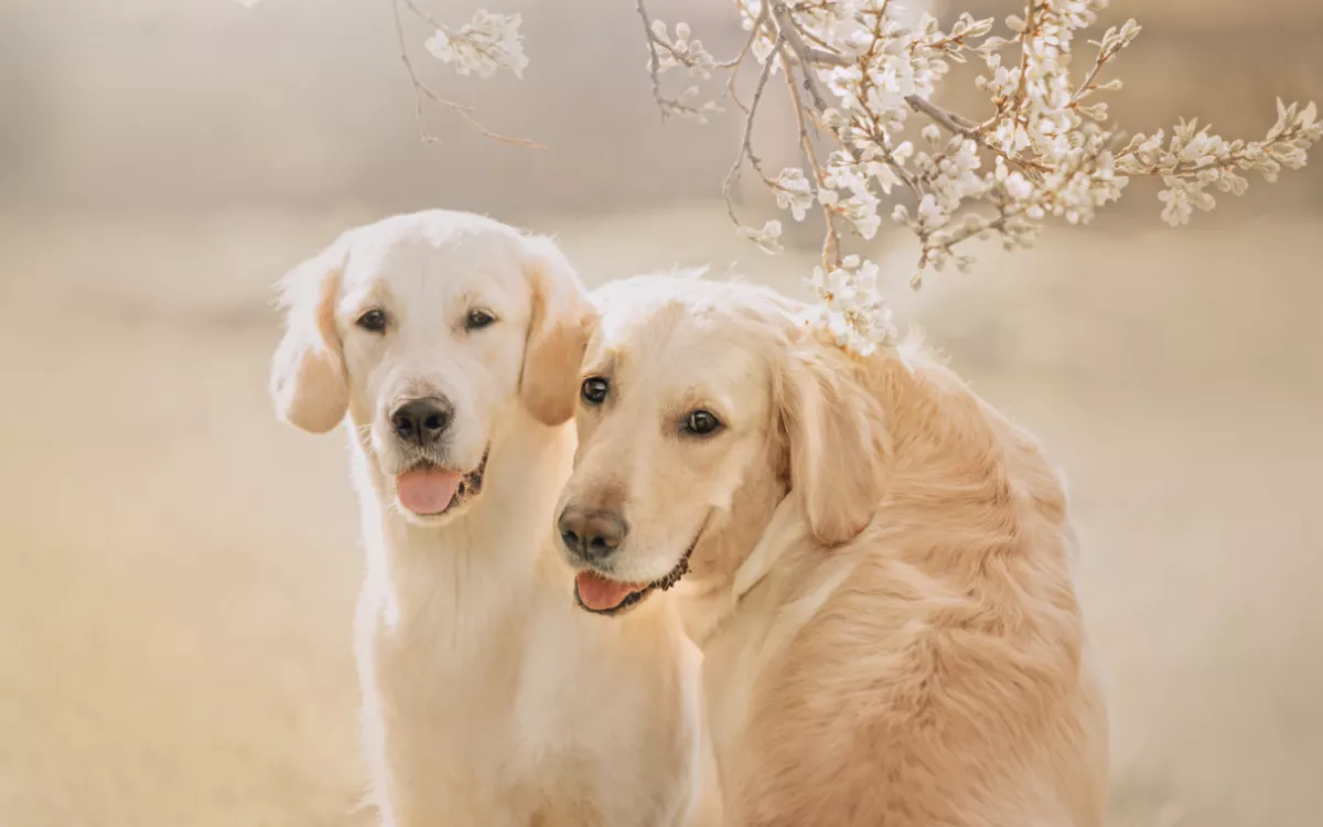 Dog Owner Discovers Golden Retriever Has Girlfriend: 'They Love Each Other' - Vimarsana News