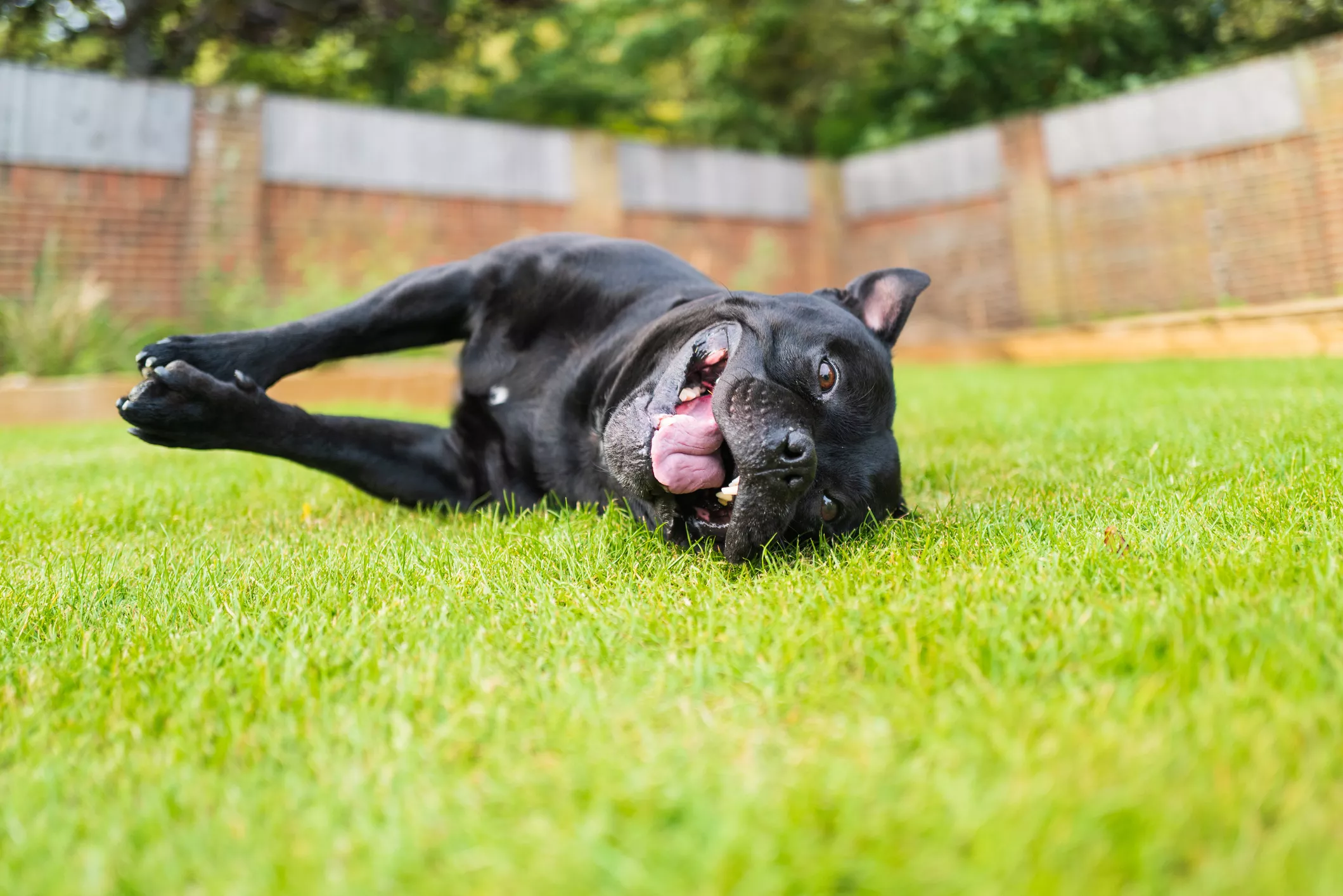 'Spirit Animal': Lazy Pup Getting Dragged by Dog Friends Is 'A Whole Mood' - Vimarsana News
