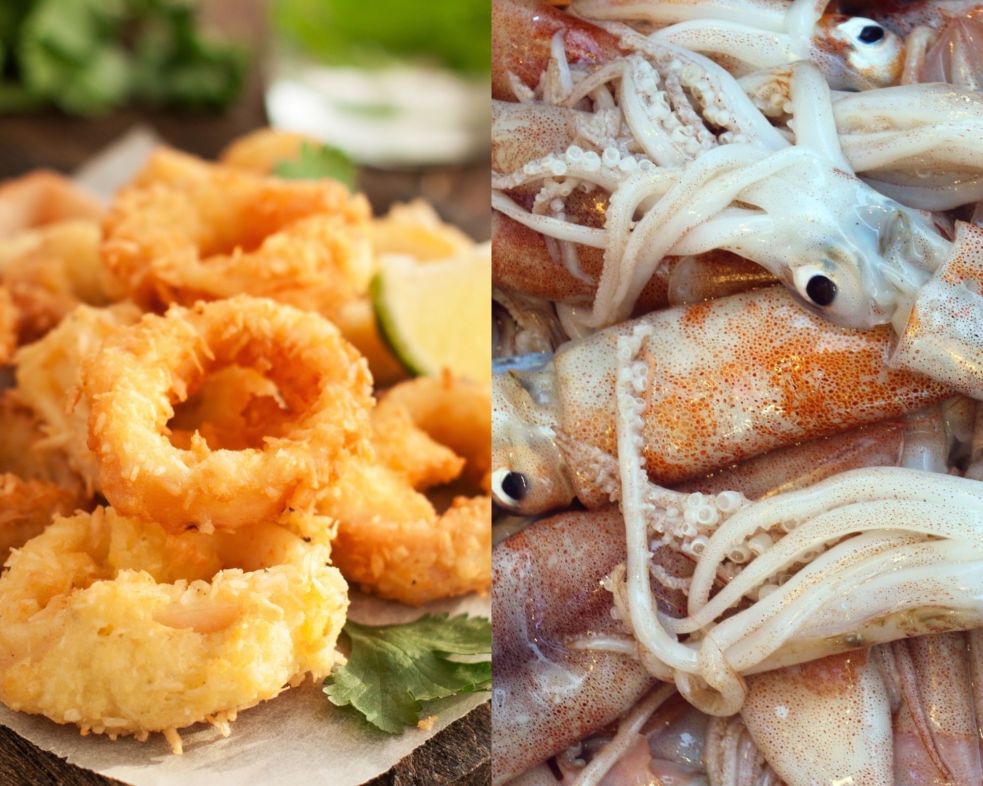 Squid Benefits, Nutrition Facts, And Potential Risks