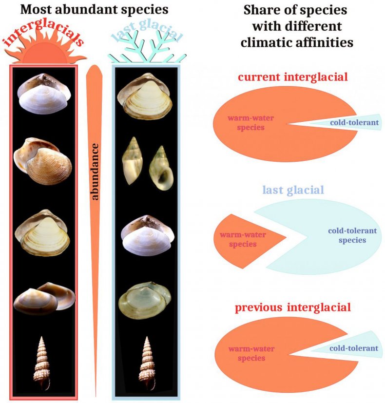 Adriatic mollusk species