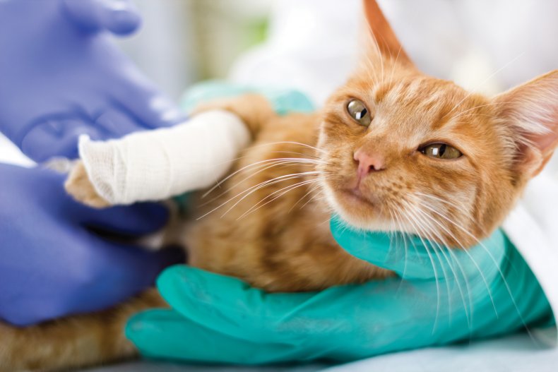 A cat at the veterinarians.