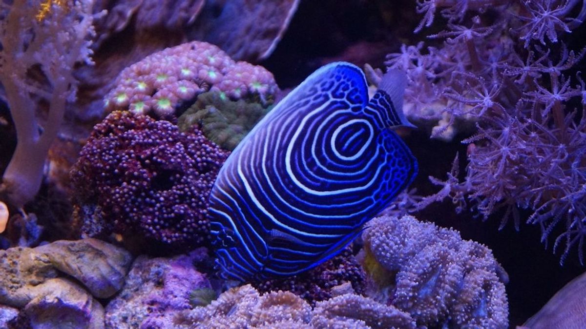 3D-Printed Reefs Can Help Fight Coral Reef Devastation