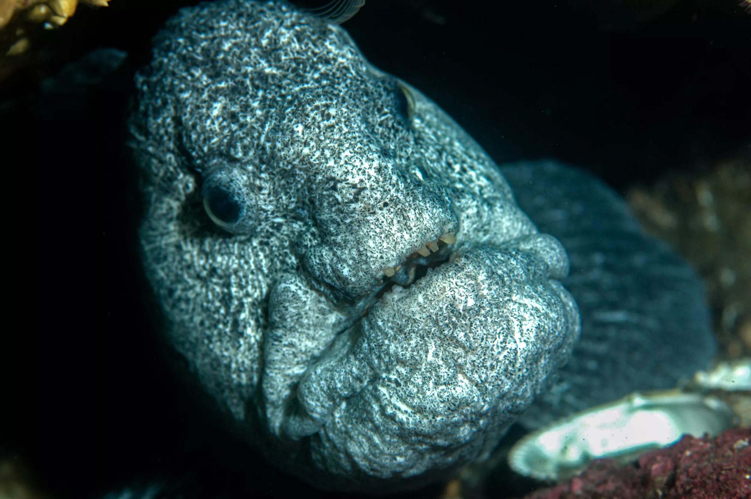 'Ugly' Wolf Eel Creeps Out Viewers in Up-Close Clip of Rare Sea Creature - Vimarsana News