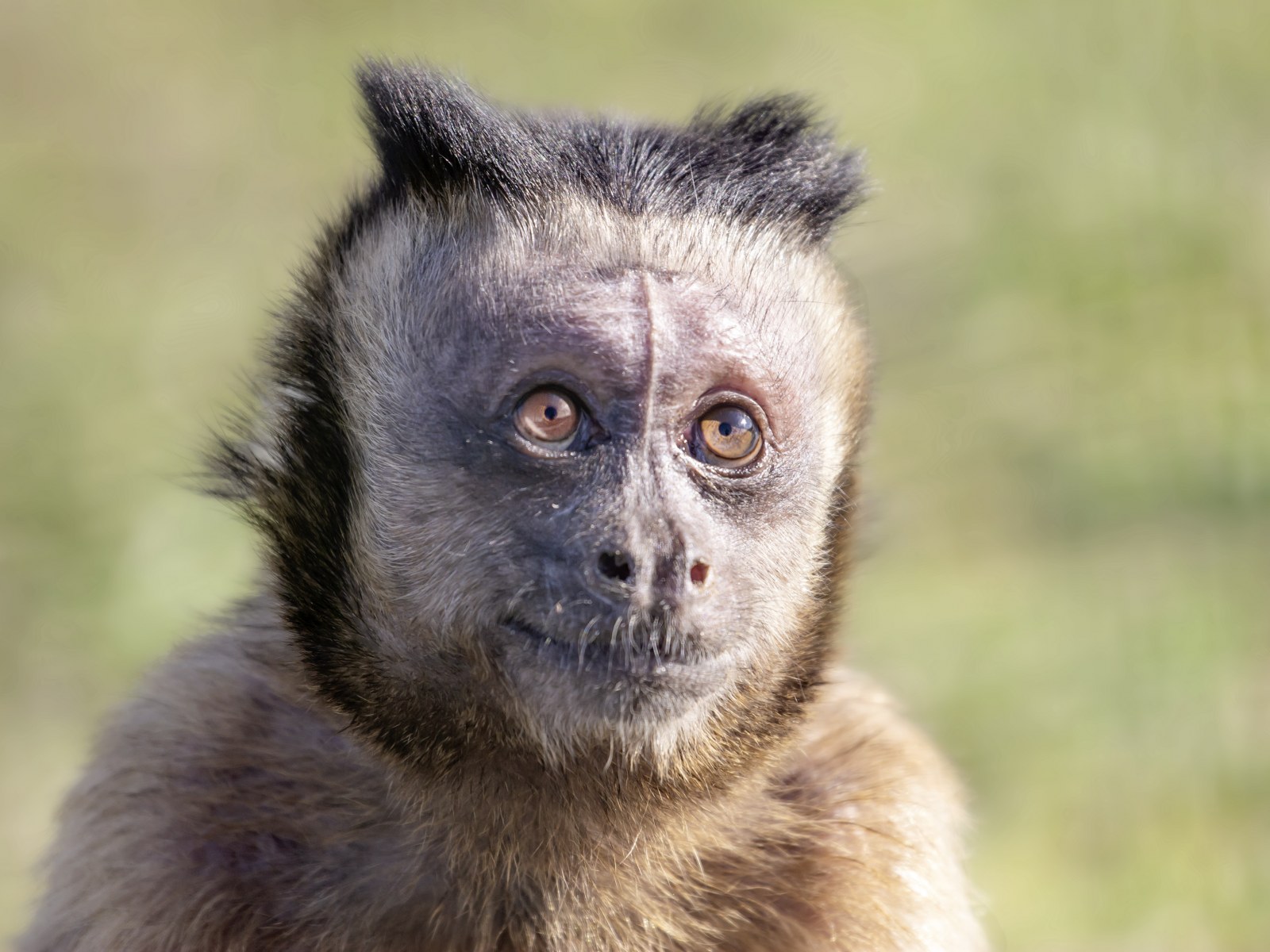Chapachee Monkey Capuchin Monkey Pet Attack