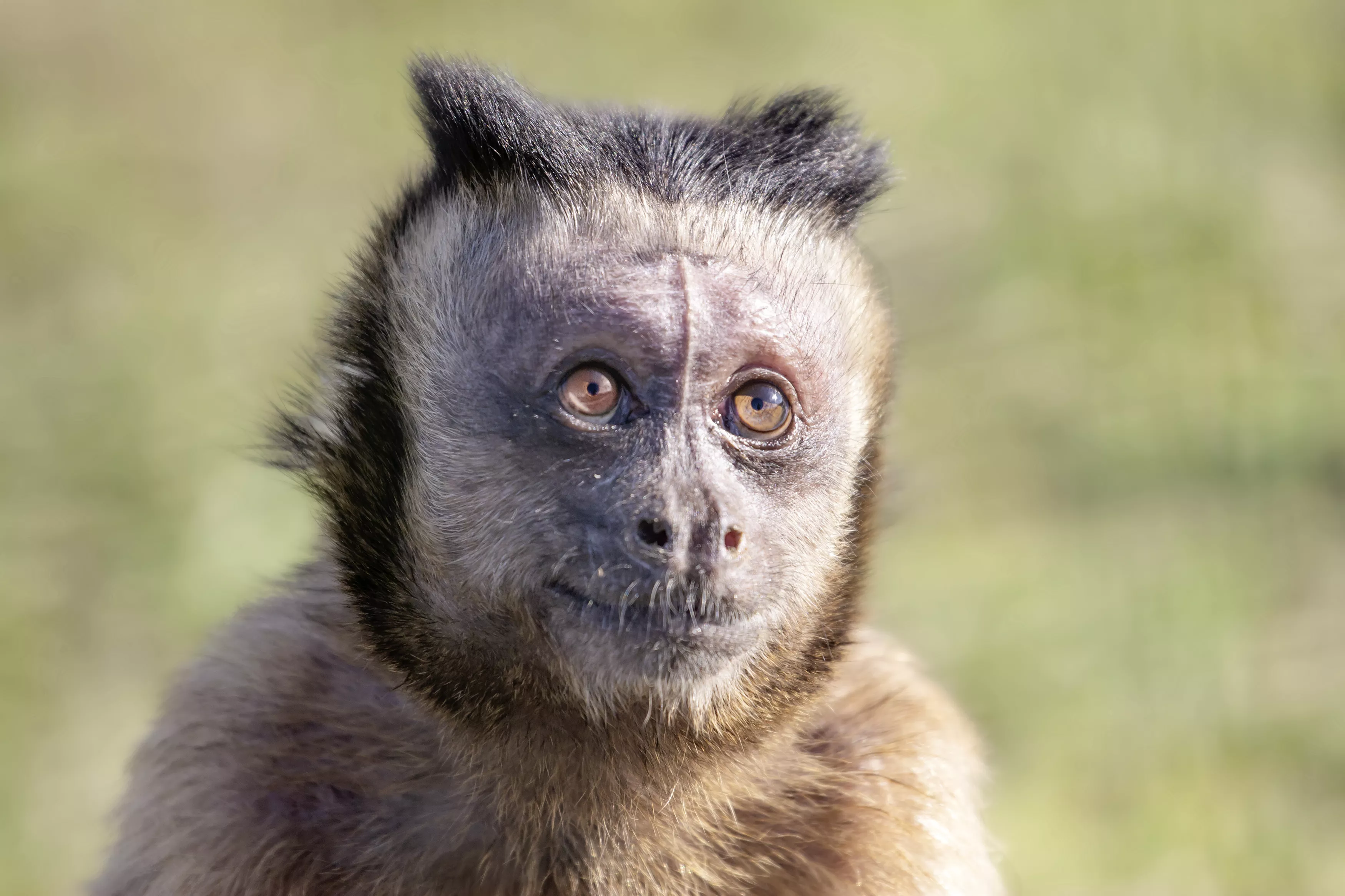 Man, Accused of Drugging Monkey, Wants Emotional-Support Animal Back - Vimarsana News