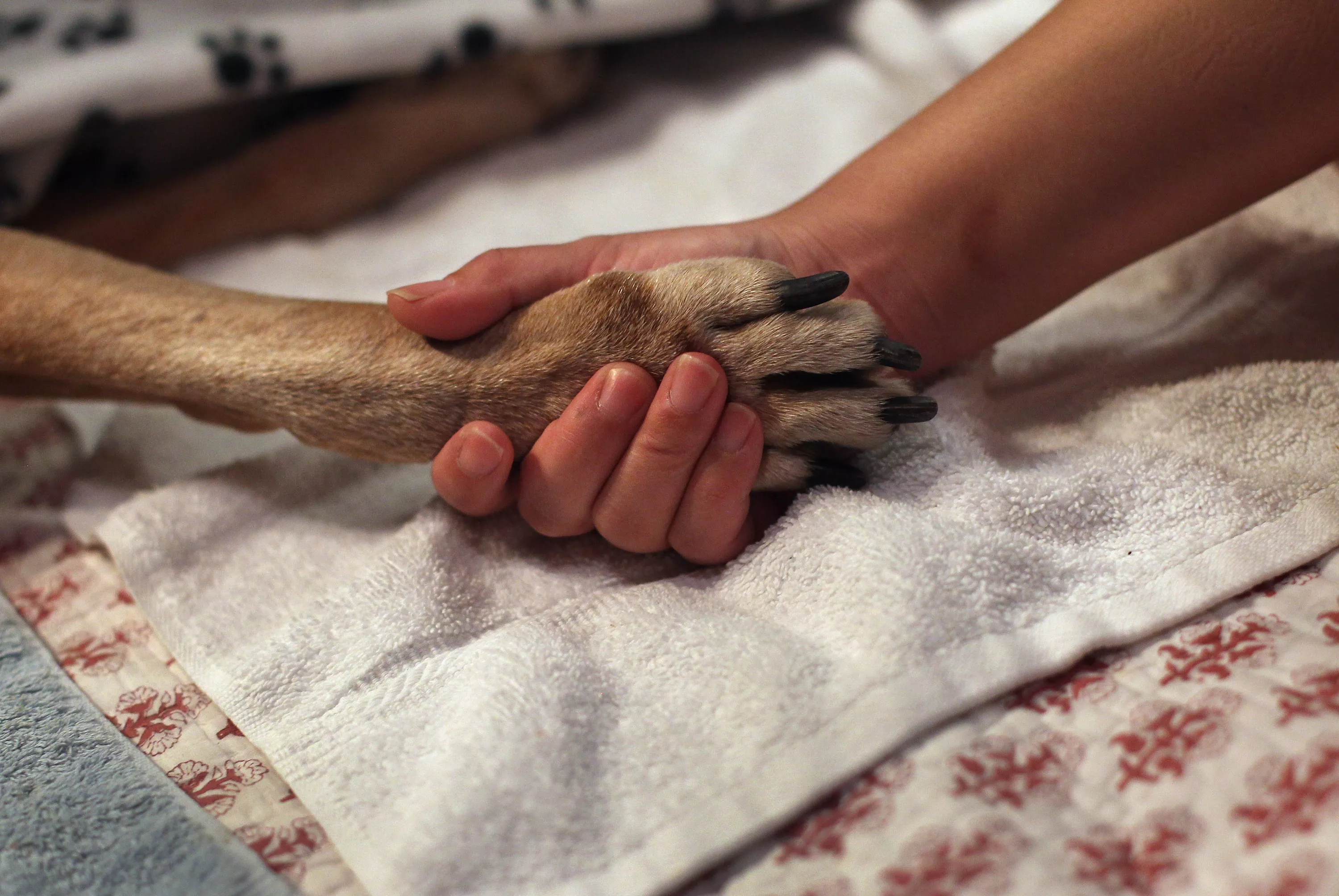 Veterinarian Charged With Abusing Pets: 'We Are Absolutely Sickened' - Vimarsana News