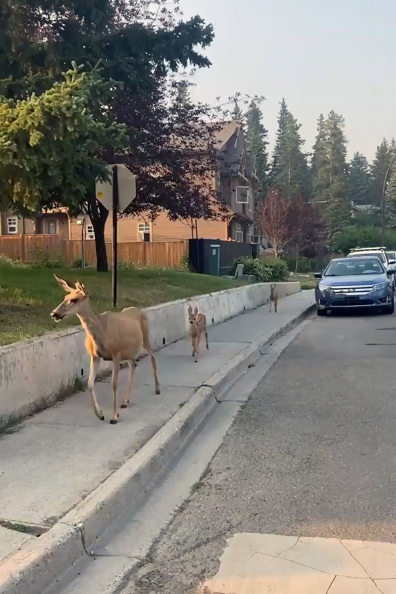 Banff, Deer, Alberta