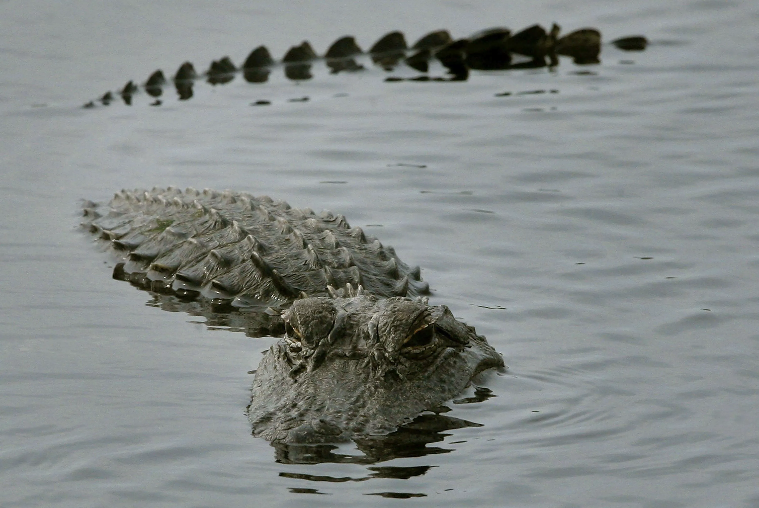 Alligator Breaks Into Florida Family's Garage, Starts Chugging Diet Cokes - Vimarsana News