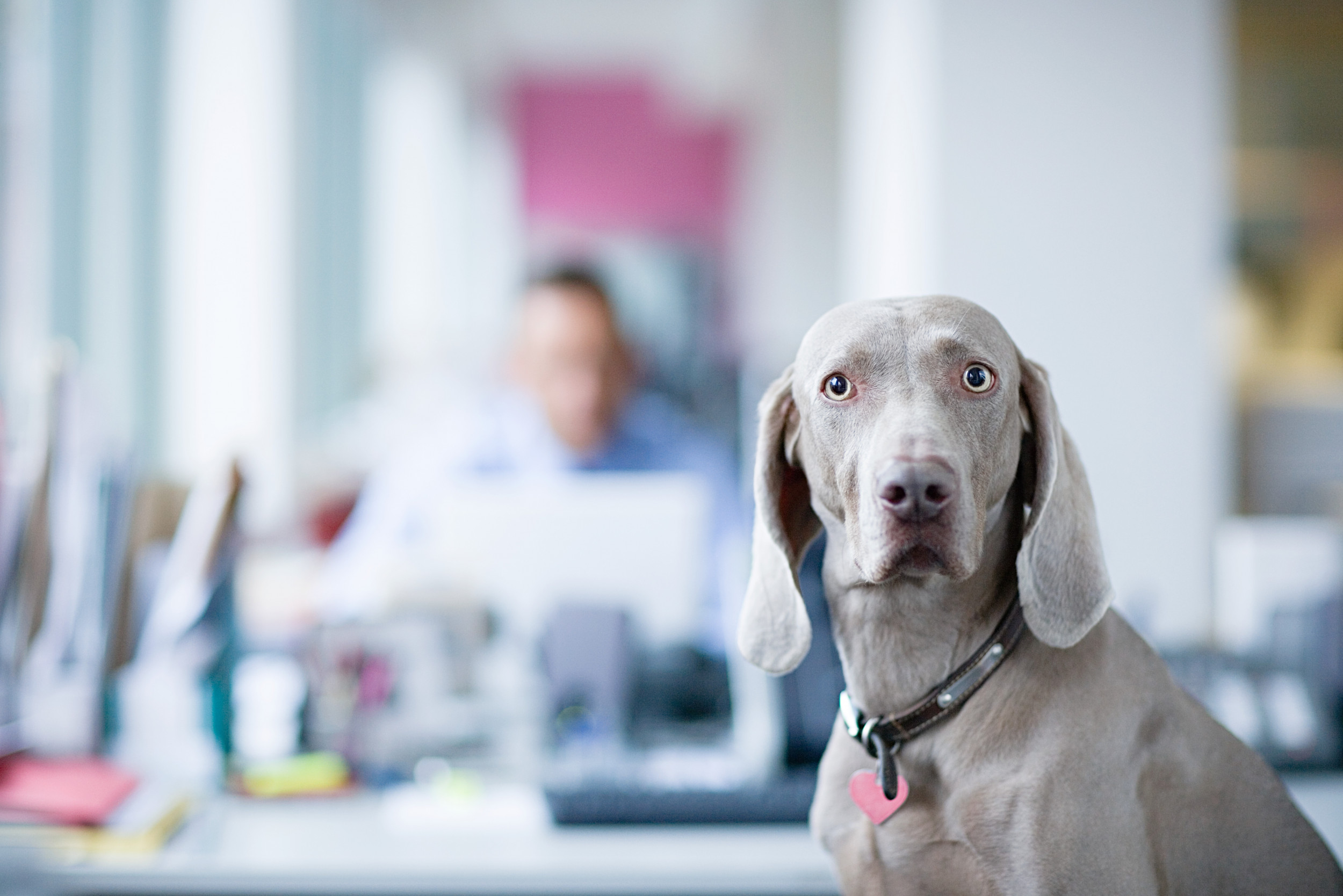 do dogs interact with other dogs