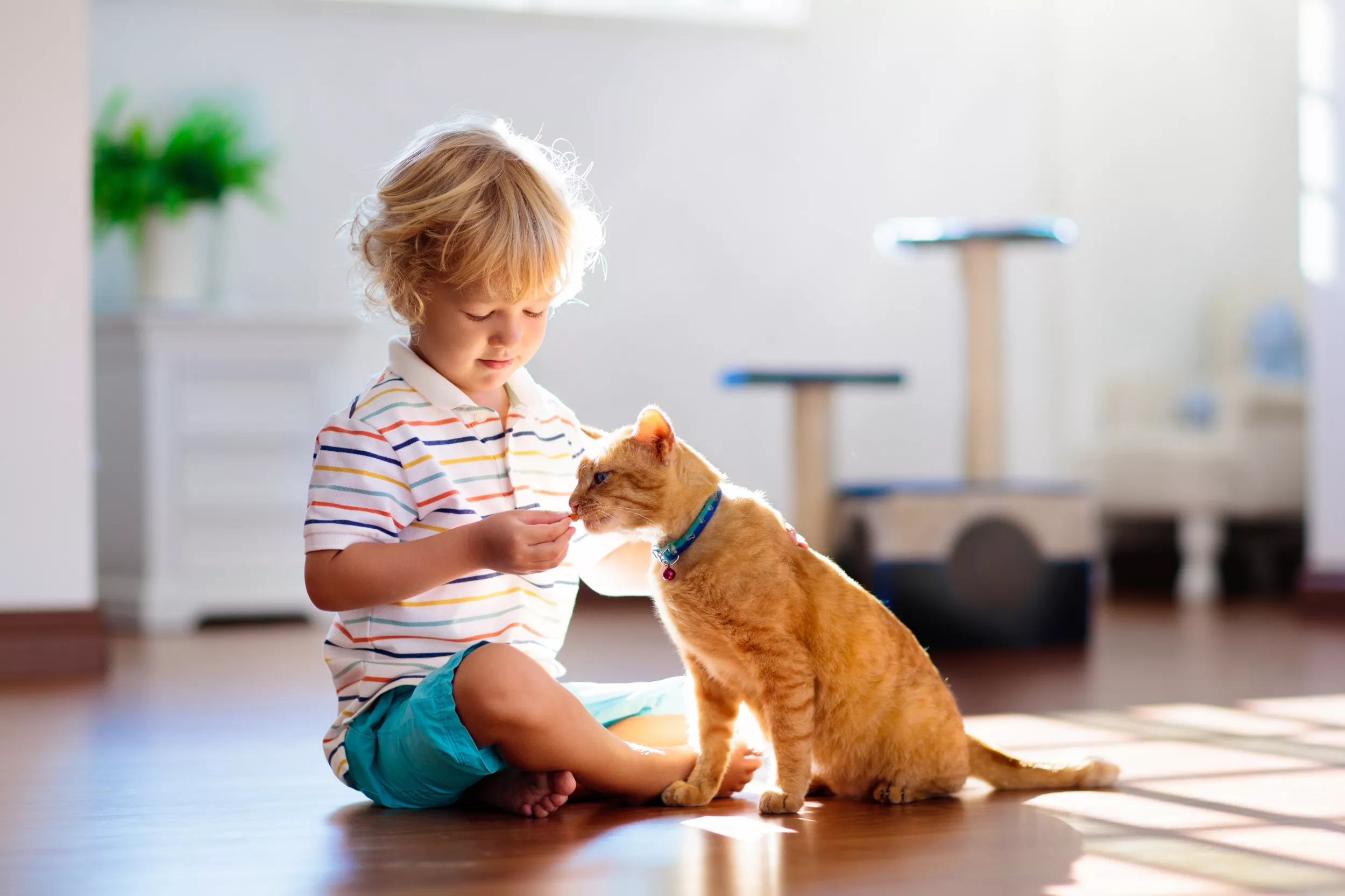 'Very Odd': Mother-in-Law Slammed for Naming Cat After Grandson - Vimarsana News