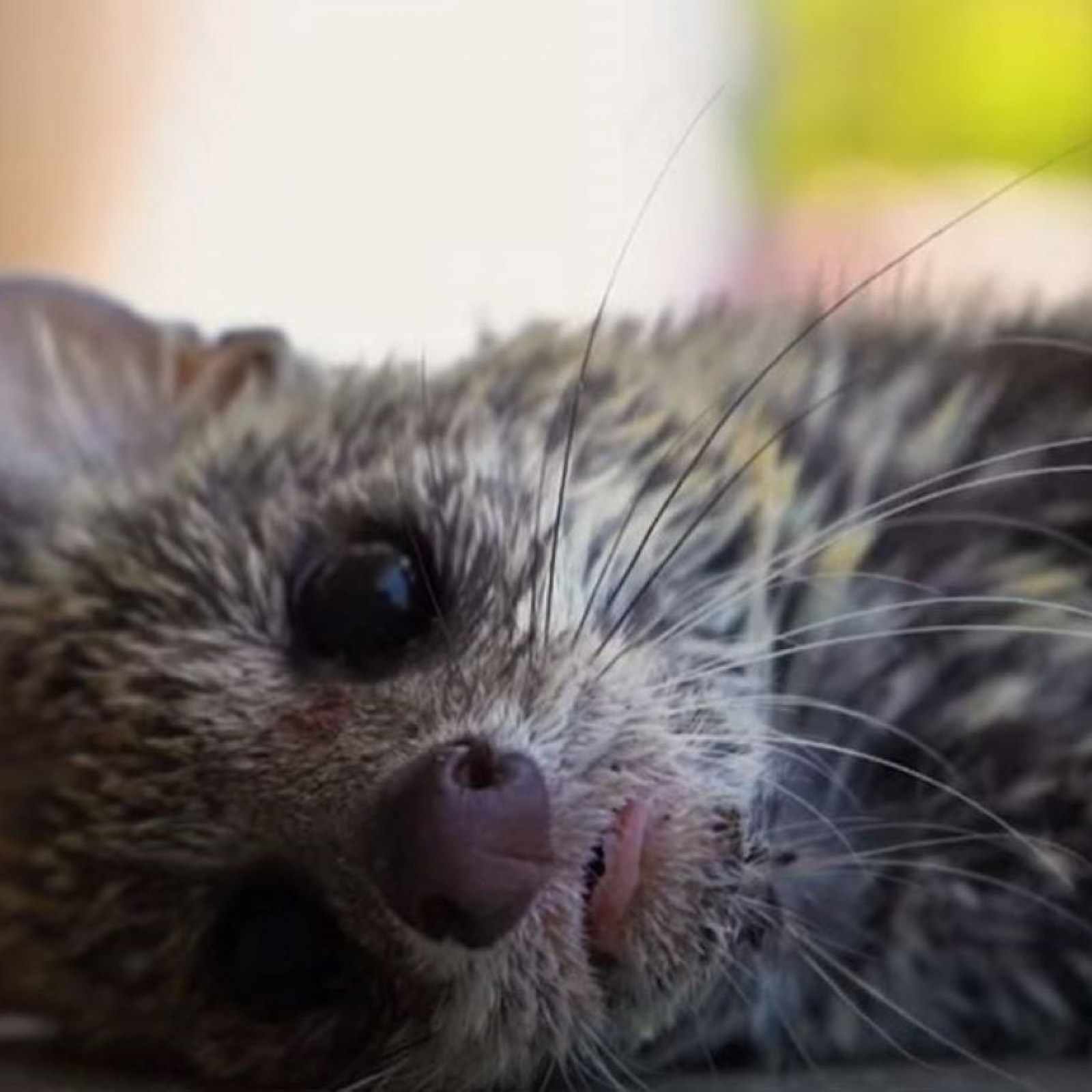 Petrified Little Civet Saved From Drowning After Falling Into 25ft Well