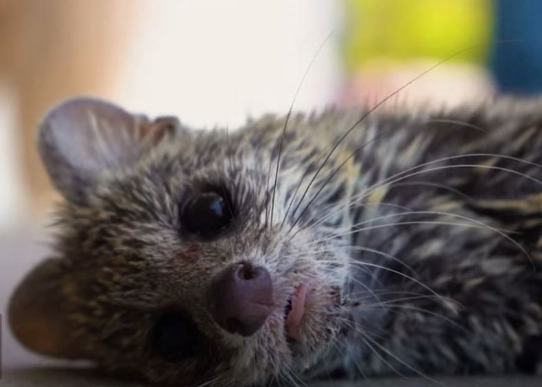 Civet
