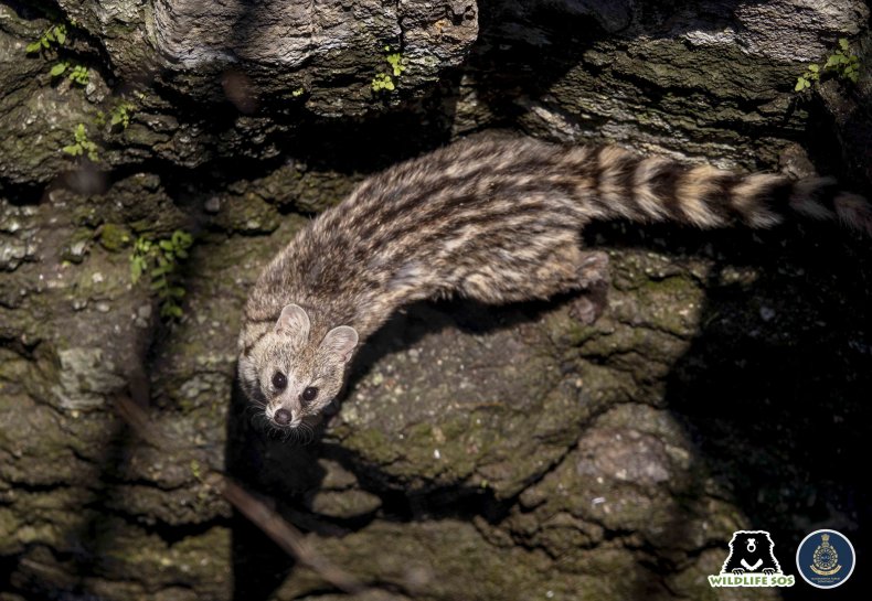 Civet