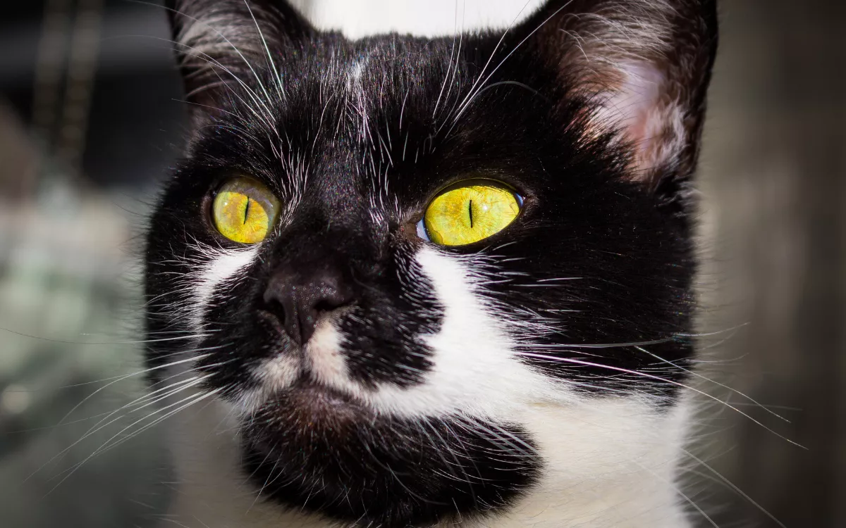 Cat's Unique Dalmatian like Fur Coloring Has Internet Purring: 'Catcow' - Vimarsana News