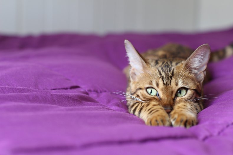Kitten hiding behind sheets
