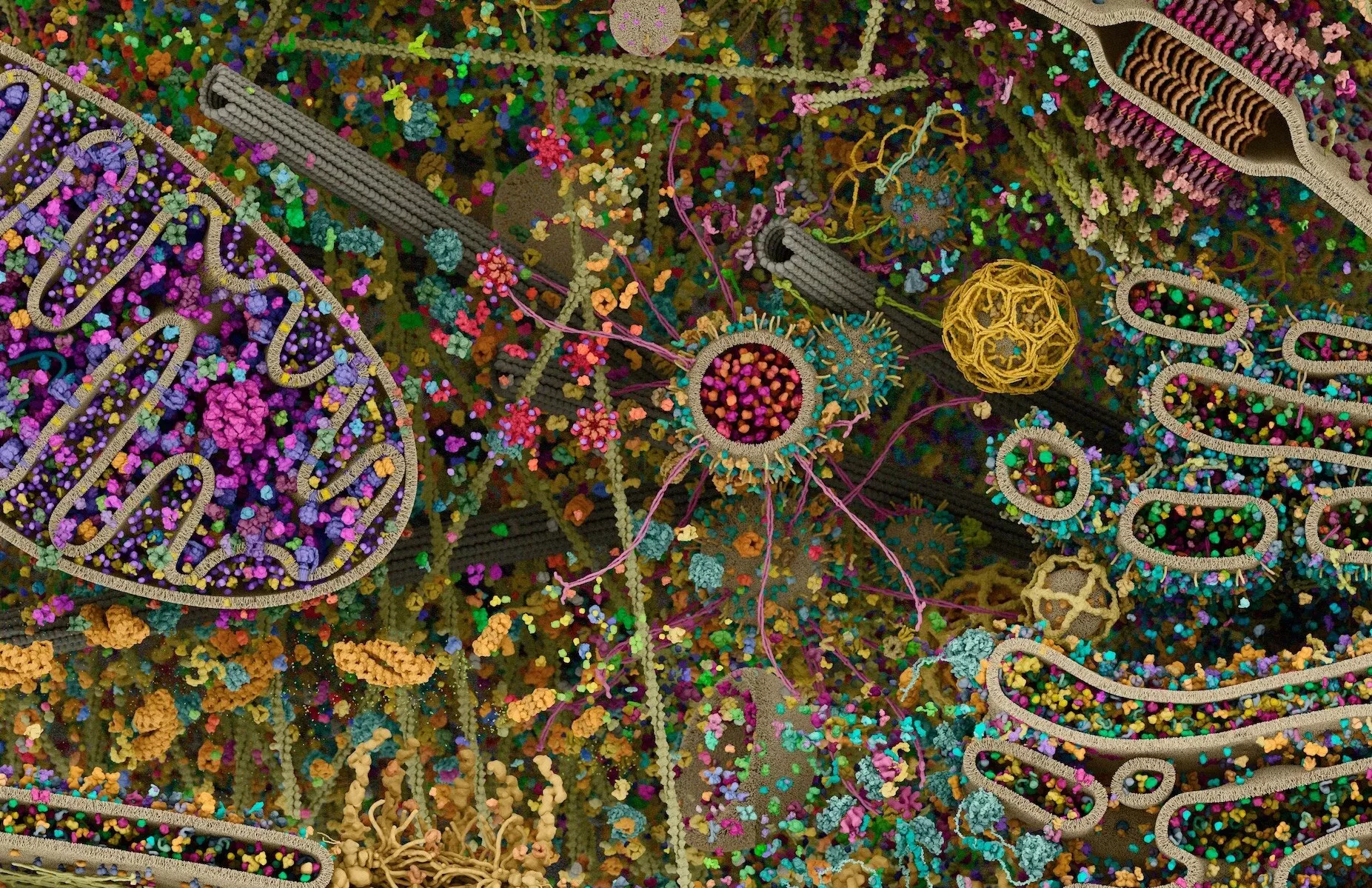 Fact Check: Does Viral Tweet Show 'Most Detailed Image' of a Human Cell? - Vimarsana News