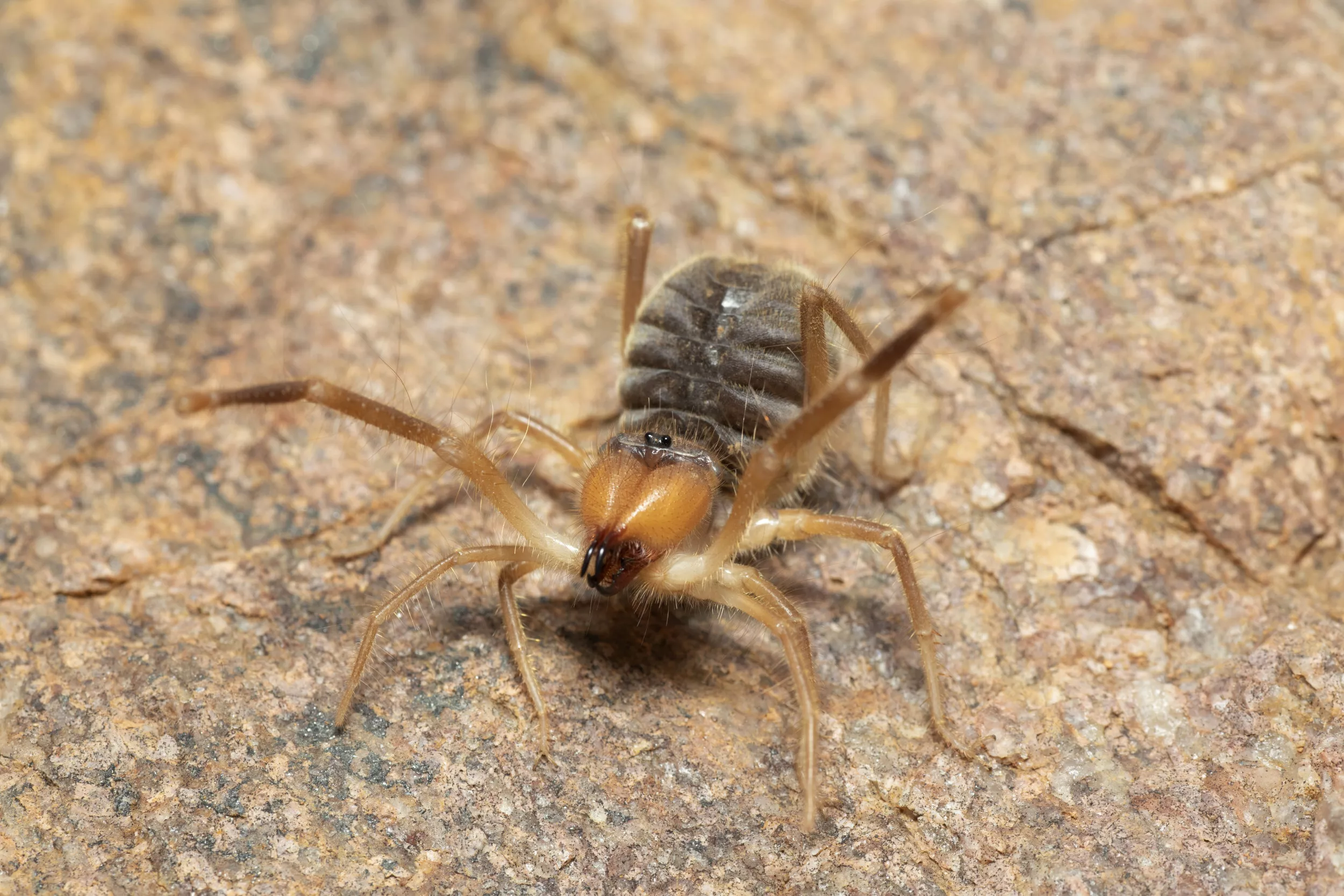 Internet Terrified by Long-Legged Critter in Viral Clip: 'Nightmare Fuel' - Vimarsana News
