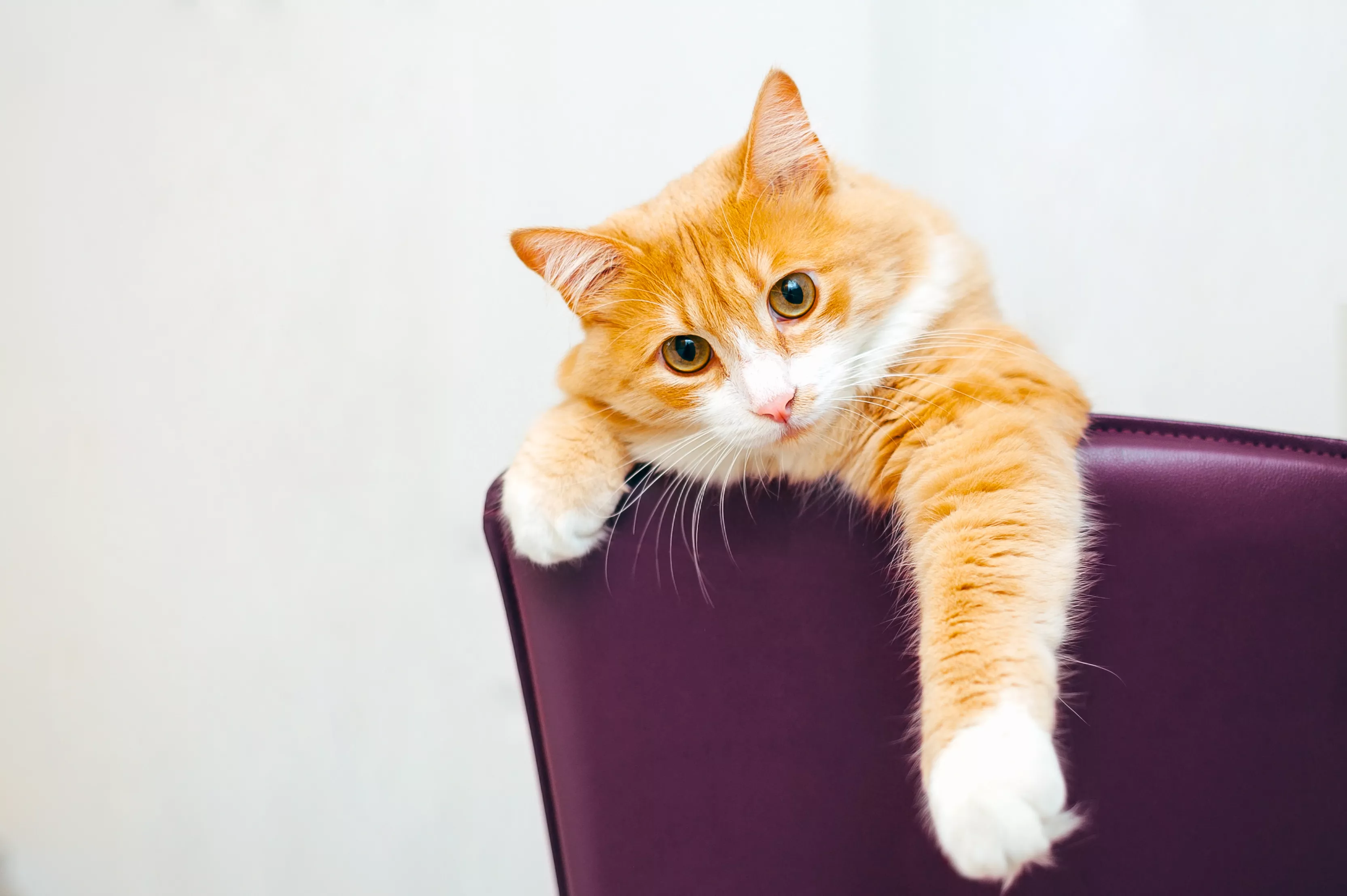 'Dramatic' Cat Falling Asleep Instantly in Bowl Delights the Internet - Vimarsana News