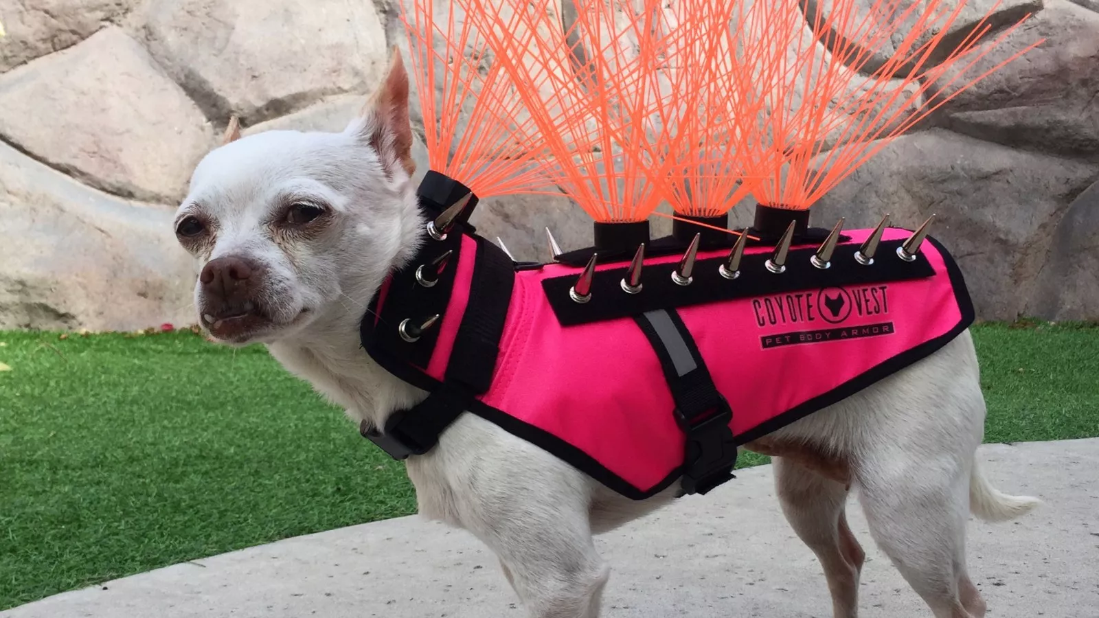 The internet is living for this dog's spiky, neon-pink outfit to