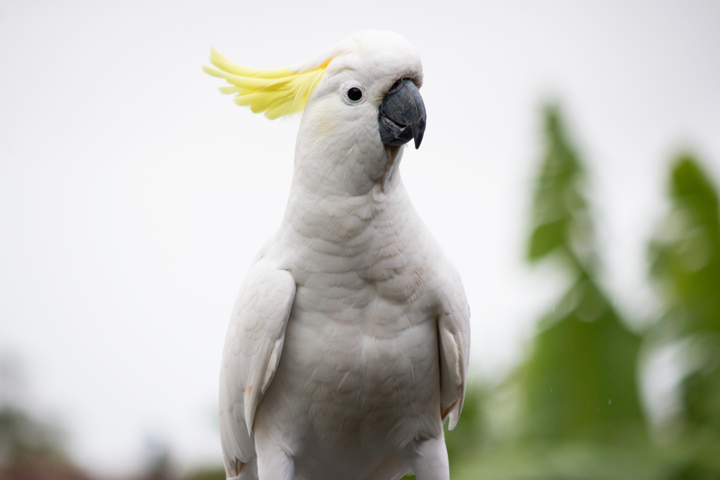 Watch Hilarious Parrot Dancing to 'Everytime We Touch' in Viral Clip