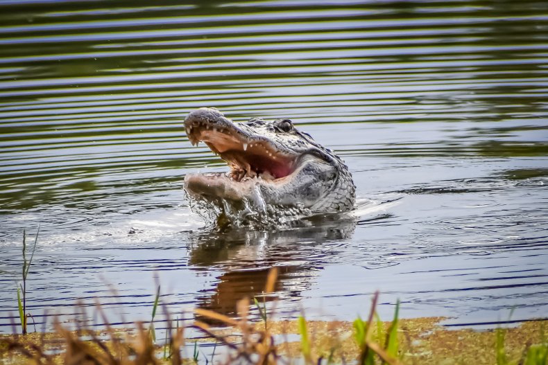 Freshwater crocodile