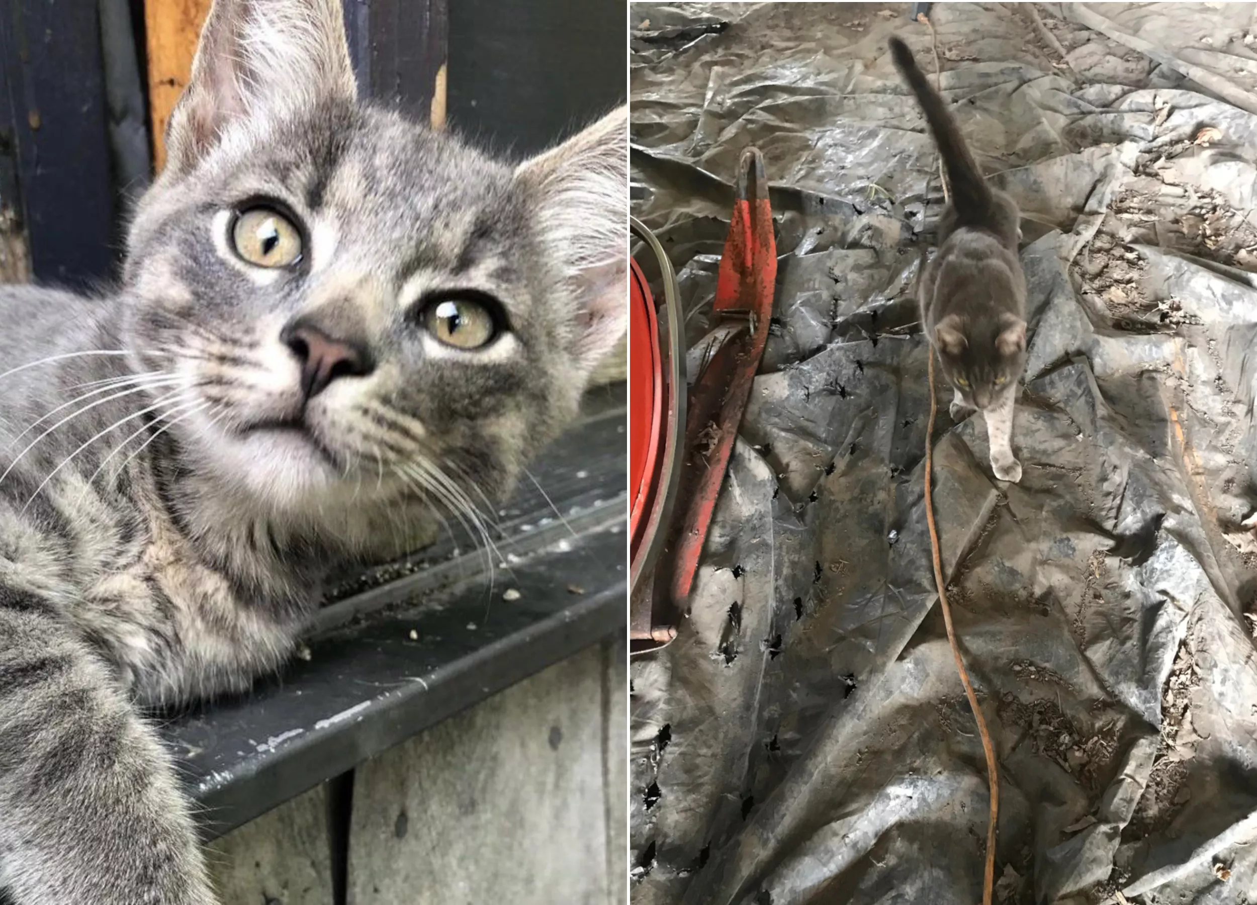 Cat Missing for 6 Months Returns Home 'Like He Hasn't Been Gone' - Vimarsana News
