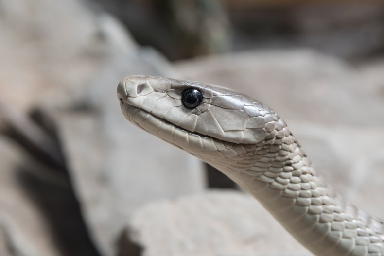 Black Mamba
