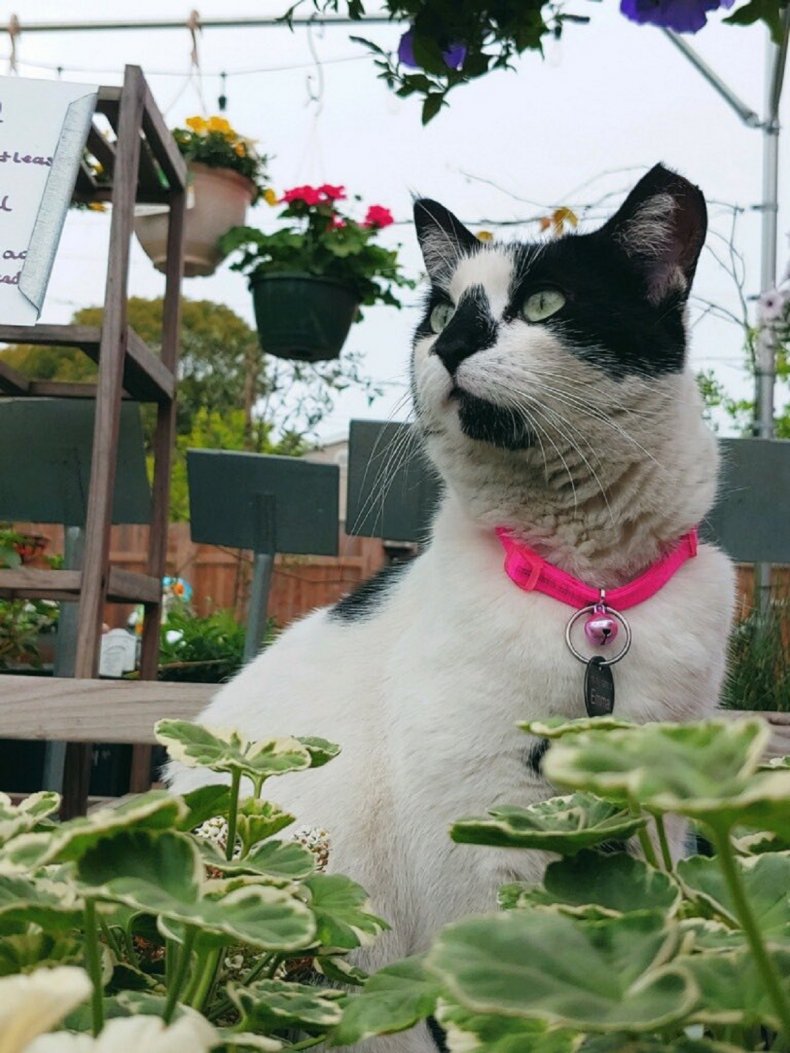 Emma the cat.