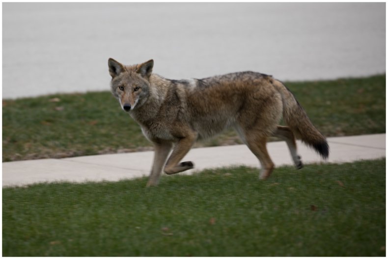Stock image of coyote