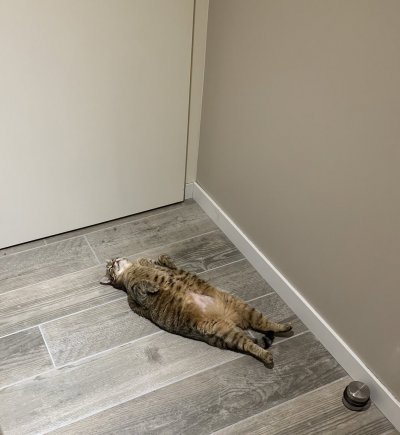 Twitter cat Twitter cat