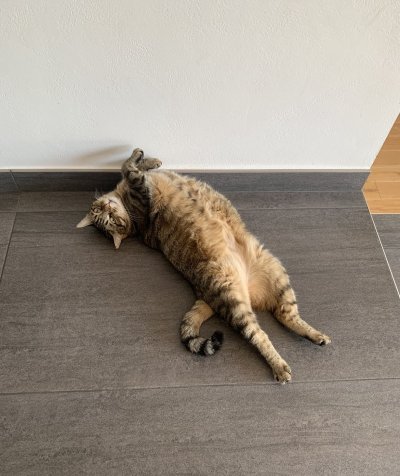Twitter cat Twitter cat