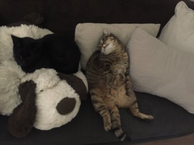 Twitter cat Twitter cat