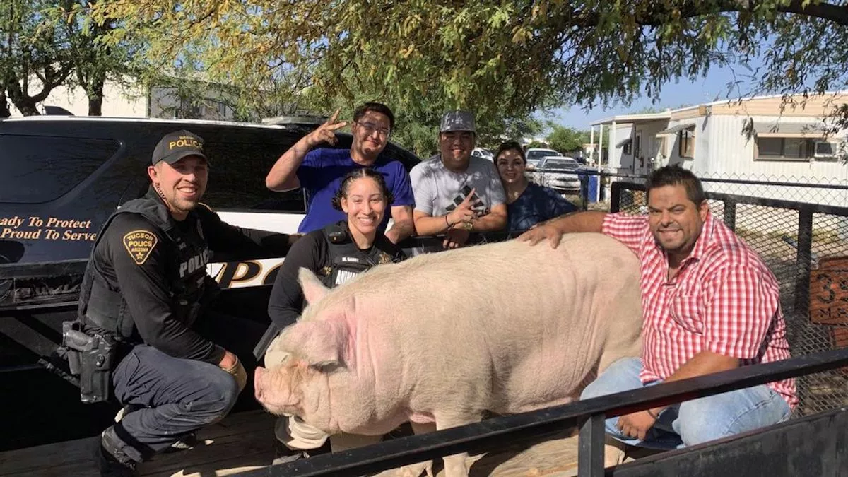 Traffic Ham: Runaway 400-Pound Porker Caught in City Center - Vimarsana News