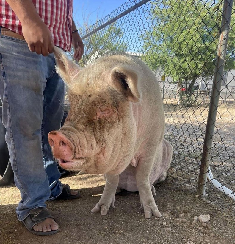 Rosalia the pig in Tucson