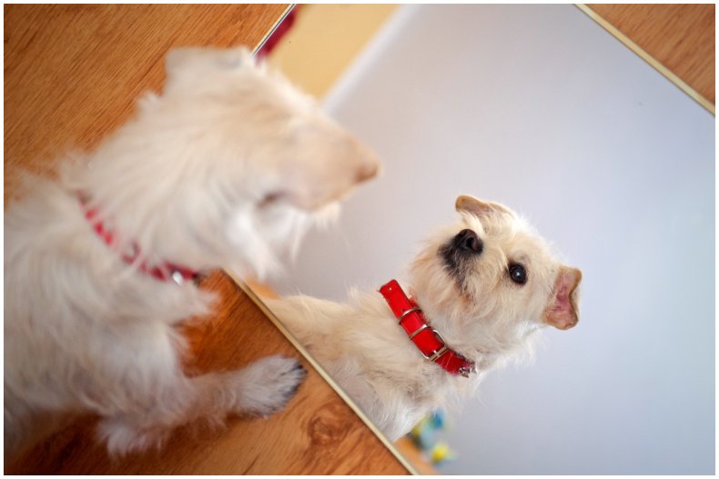 Stock image of dog looking into mirror