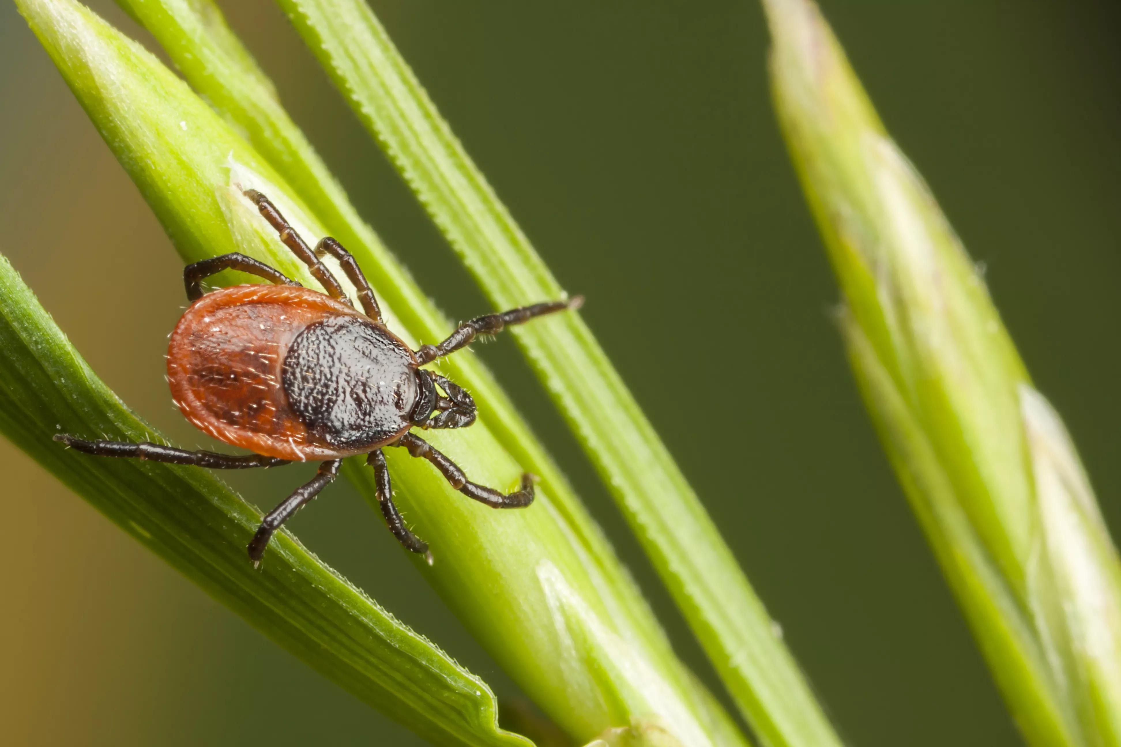 'Yikes': Photo PSA of Tick Burrowed in Bizarre Spot on Dog Shocks Internet - Vimarsana News