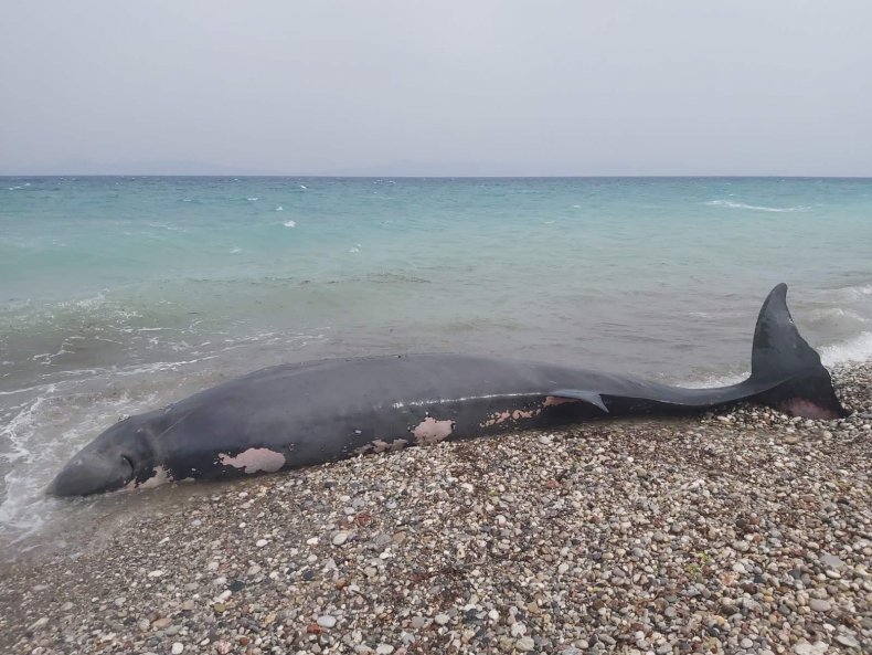 Stranded beaked whale 