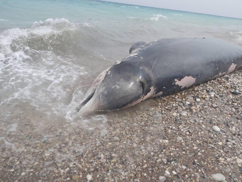 Stranded whale greece