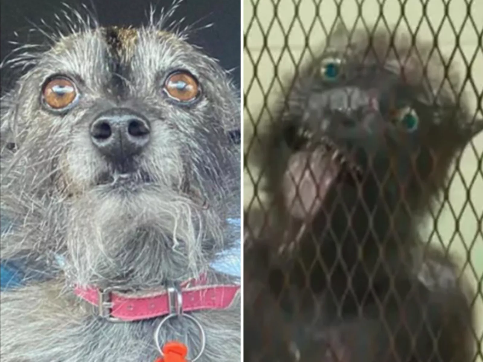 Dog Double of 'The Suicide Squad' Character Leaves Internet in Stitches - Vimarsana News