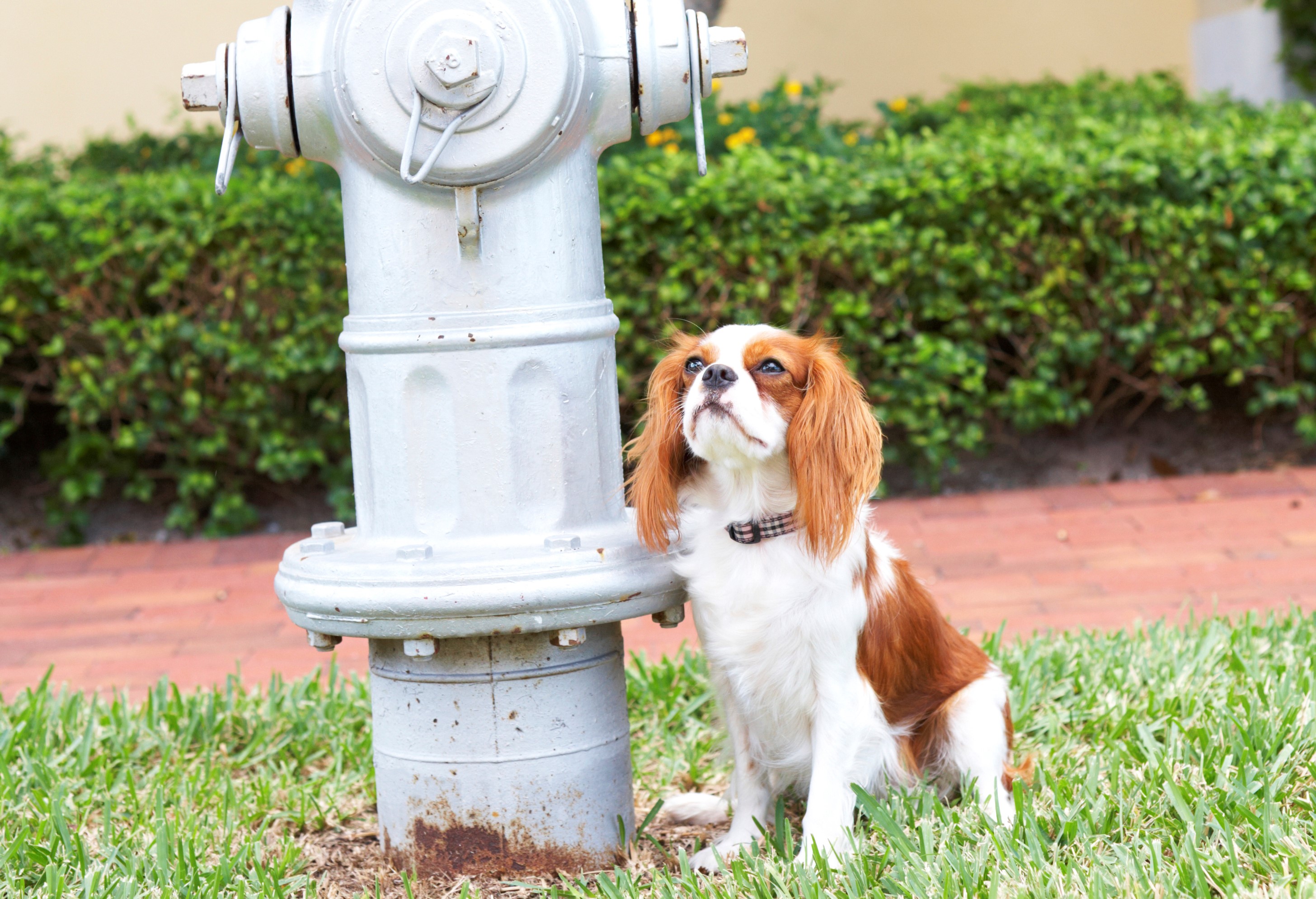 Abandoned Dog Found Tied to Fire Hydrant With Heartbreaking Note From