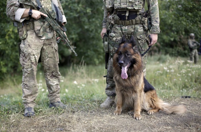 Army dog 