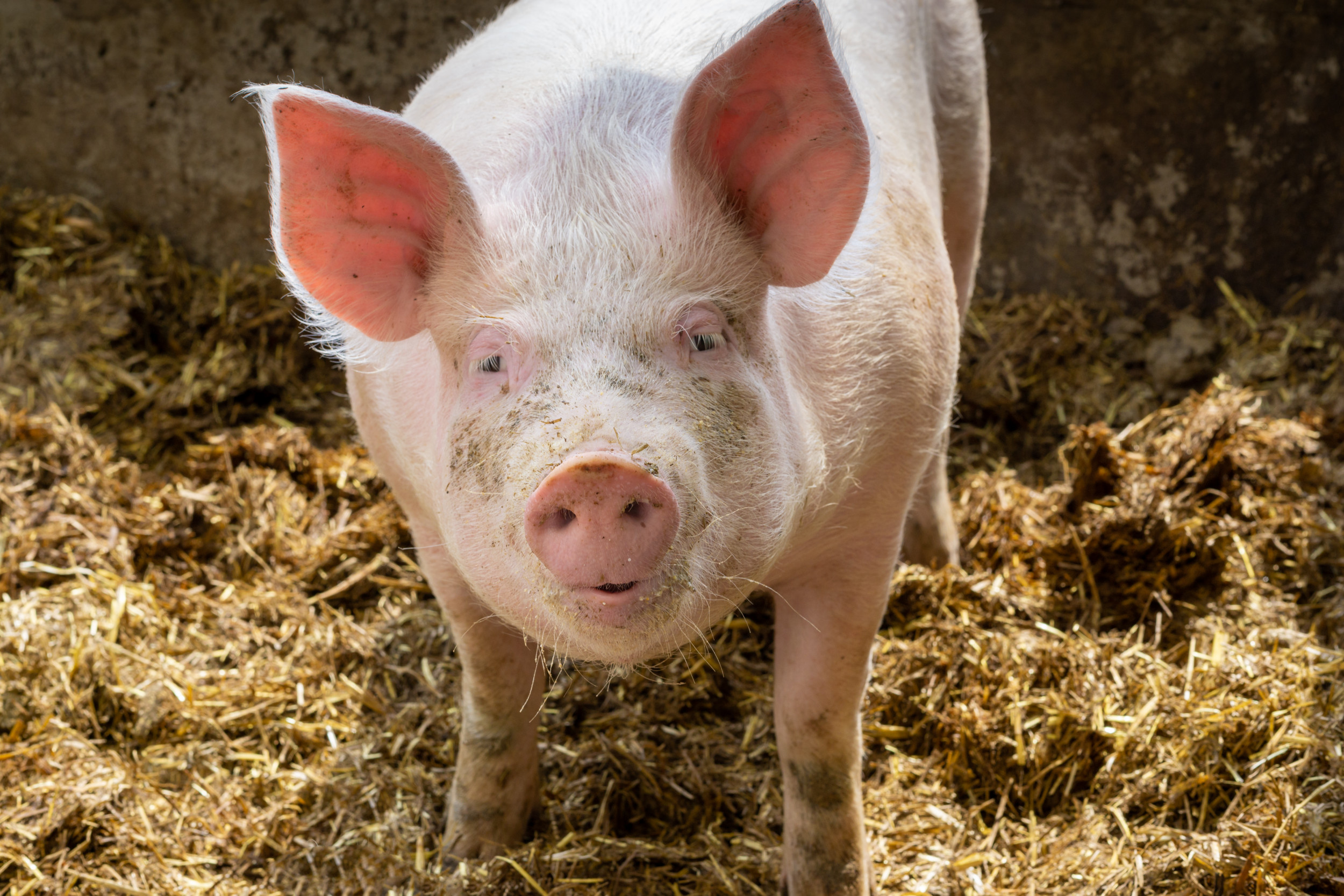 Pig Used in Human Heart Transplant Had Virus, Patient 'Looked Infected'