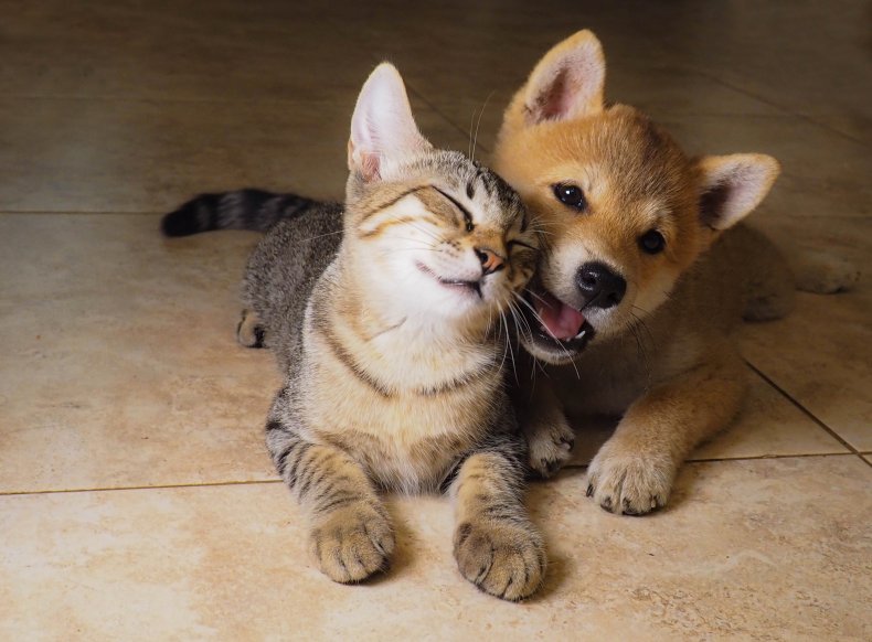 Cat and puppy