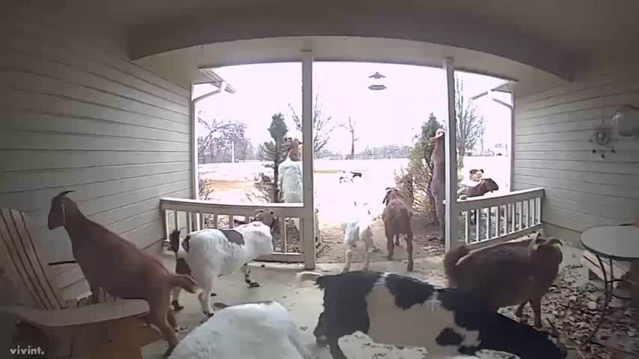 Escape Artists': Goats Caught On Doorbell Cam Ding Dong Ditching Neighbor