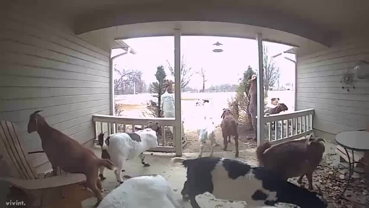 Escape Artists': Goats Caught On Doorbell Cam Ding Dong Ditching Neighbor Escape Artists': Goats Caught On Doorbell Cam Ding Dong Ditching Neighbor