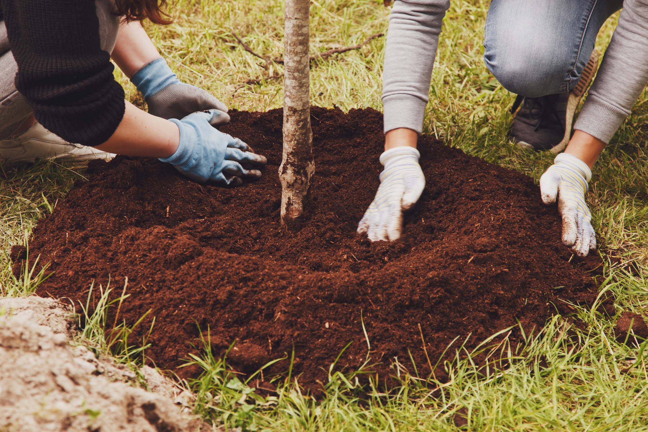 Budget DIY Landscaping Video Sparks Debate