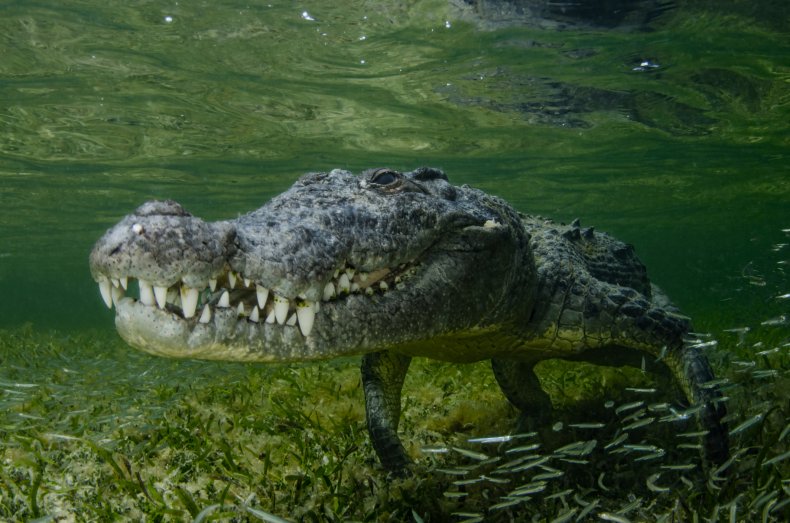 Man fights off 10-foot crocodile 