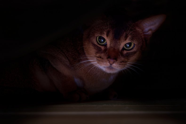   Cat's hiding place has people questioning physics