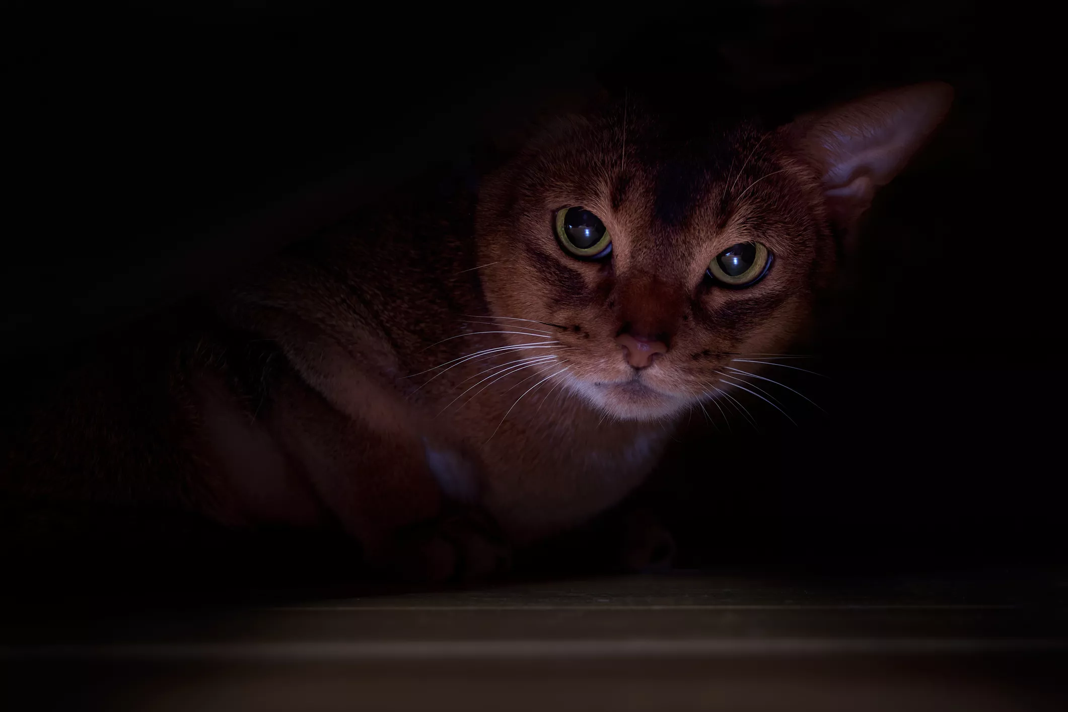 Cat's Unique Hiding Place Has People Questioning 'Laws of Nature' - Vimarsana News